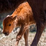 México celebra histórico nacimiento de bisontes americanos tras décadas de ausencia