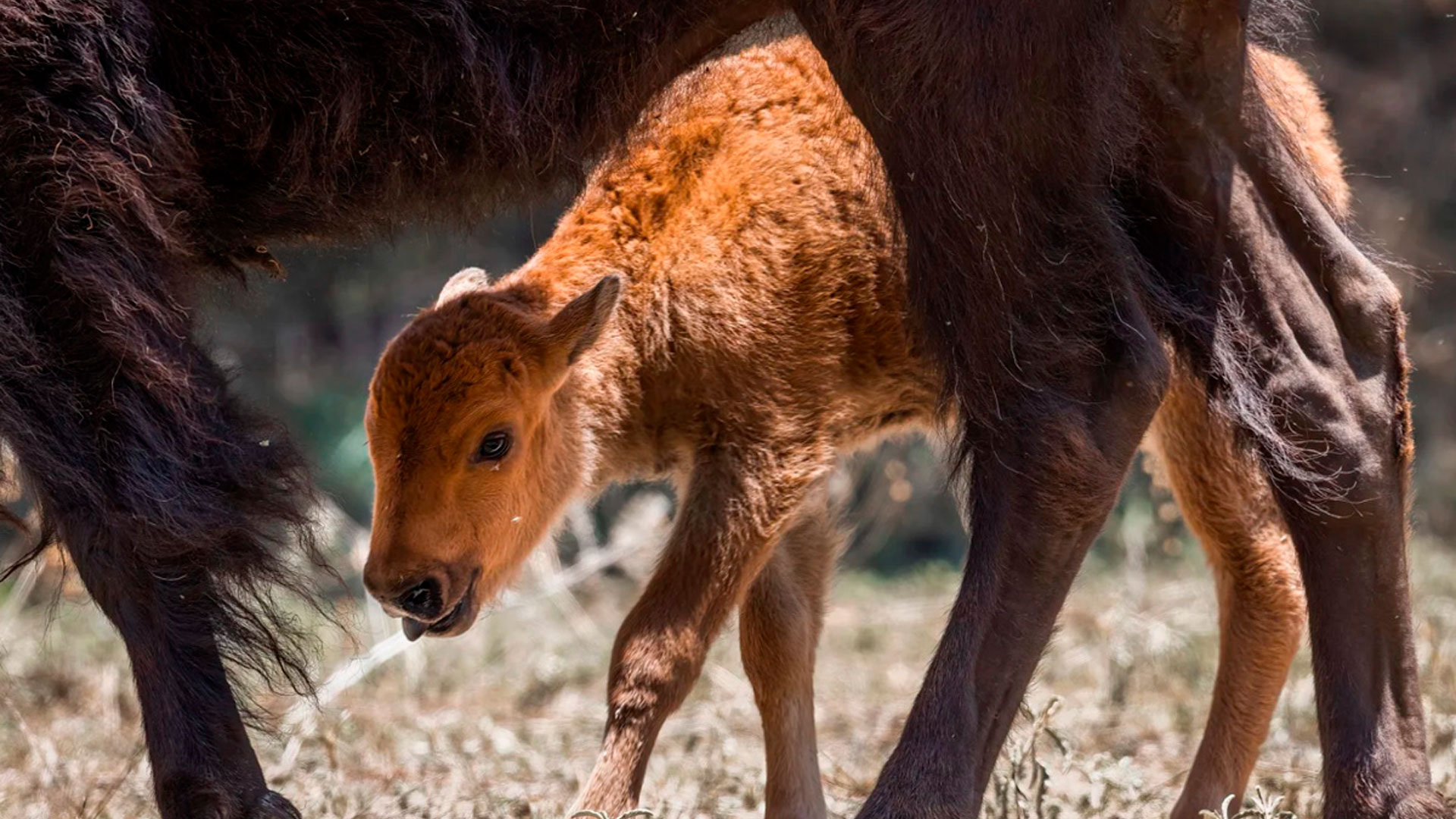 México celebra histórico nacimiento de bisontes americanos tras décadas de ausencia