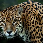 Oaxaca y Chiapas fortalecen corredores naturales para la conservación del jaguar