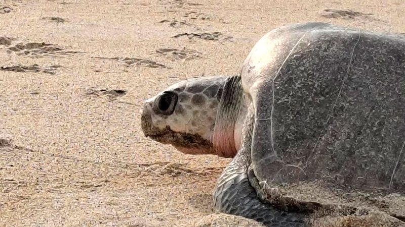 Playa Escobilla recibe impresionante arribo de más de 11 mil tortugas golfinas