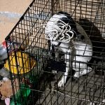 Rescatan a dos perros en Oaxaca de Juárez tras denuncia por presunto maltrato animal