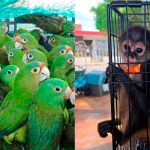 Rescatan más de 480 ejemplares de fauna y flora silvestre en operativo realizado en Oaxaca y otros seis estados