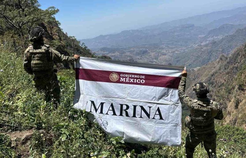 Marina destruye más de 3 millones de plantas de amapola en Nayarit