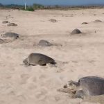 Profepa refuerza vigilancia para proteger arribadas de tortuga golfina en playas de Oaxaca