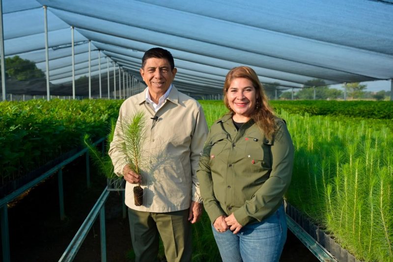 Oaxaca participará en la Jornada Nacional de Reforestación 2026 con 17 millones de plantas