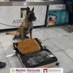 Max IV, binomio canino del AICM, logra dos aseguramientos en un solo día