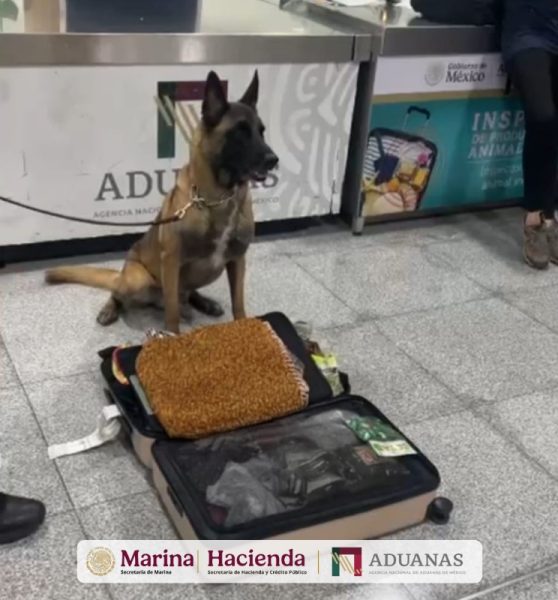 Max IV, binomio canino del AICM, logra dos aseguramientos en un solo día