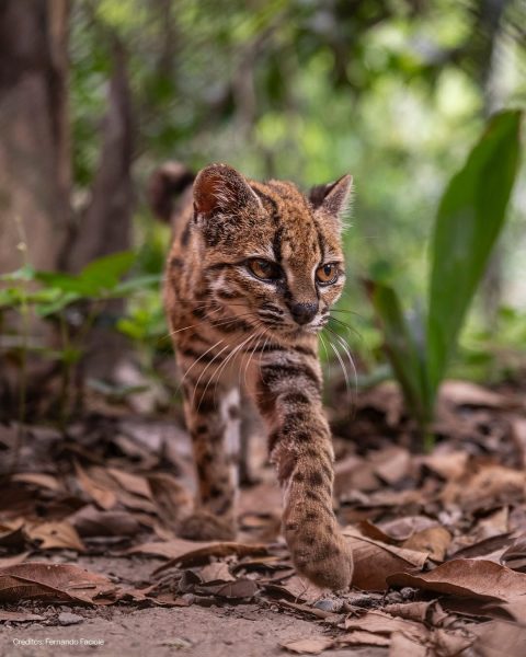 Científicos describen una nueva especie de felino en Bolivia